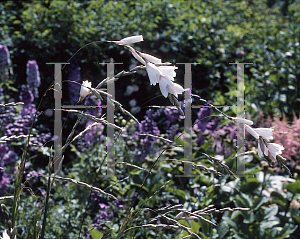 Picture of Dierama pulcherrimum 