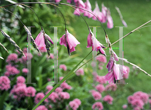 Picture of Dierama pulcherrimum 'Blackbird'