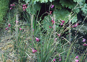Picture of Dierama pulcherrimum 'Blackbird'