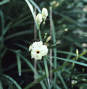 Picture of Dietes bicolor 