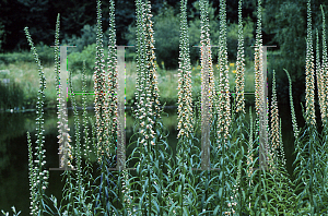 Picture of Digitalis ferruginea 