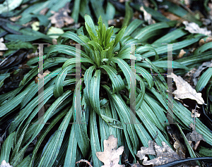 Picture of Digitalis ferruginea 