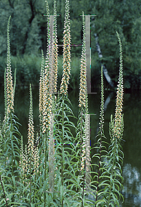 Picture of Digitalis ferruginea 