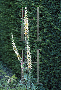 Picture of Digitalis ferruginea 