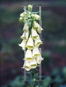 Picture of Digitalis grandiflora 