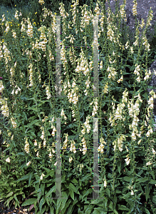 Picture of Digitalis grandiflora 