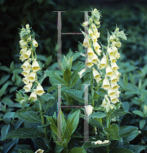 Picture of Digitalis grandiflora 