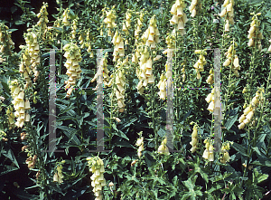 Picture of Digitalis grandiflora 