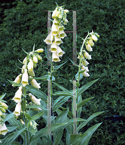 Picture of Digitalis grandiflora 