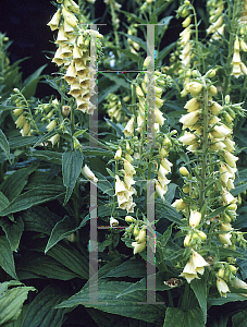 Picture of Digitalis grandiflora 