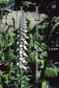 Picture of Digitalis lanata 