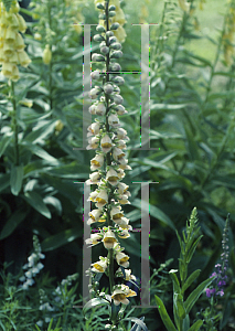 Picture of Digitalis lanata 