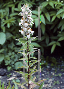 Picture of Digitalis lanata ssp. leucophaea 