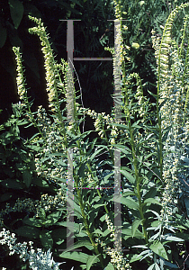 Picture of Digitalis lutea 