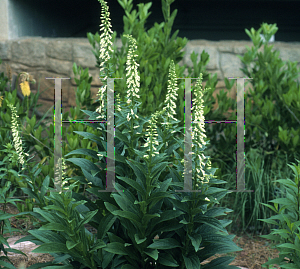 Picture of Digitalis lutea 