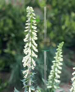 Picture of Digitalis lutea 