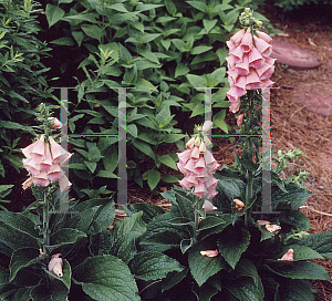 Picture of Digitalis x mertonensis 