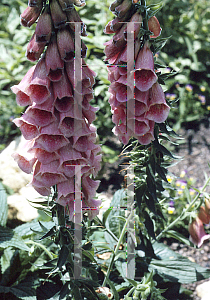 Picture of Digitalis x mertonensis 