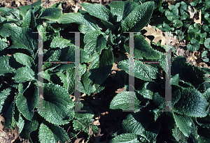 Picture of Digitalis x mertonensis 