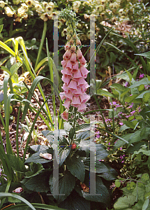 Picture of Digitalis x mertonensis 