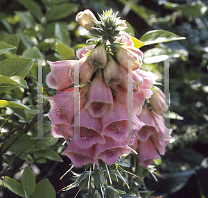 Picture of Digitalis x mertonensis 