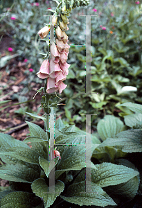 Picture of Digitalis x mertonensis 