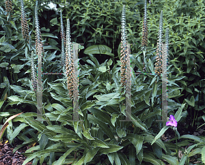 Picture of Digitalis parviflora 