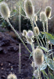 Picture of Dipsacus sativus 