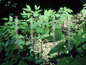Picture of Disporum lanuginosum 