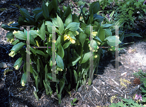 Picture of Disporum sessile var. flavum 