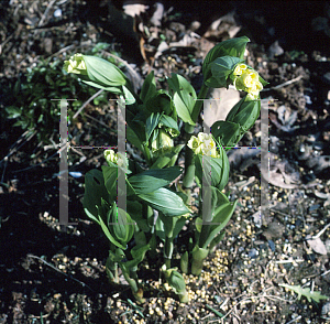 Picture of Disporum sessile var. flavum 