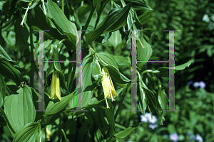 Picture of Disporum sessile var. flavum 