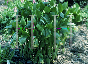 Picture of Disporum sessile var. flavum 