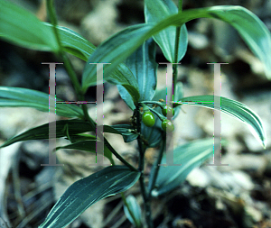 Picture of Disporum sessile 'Variegatum'