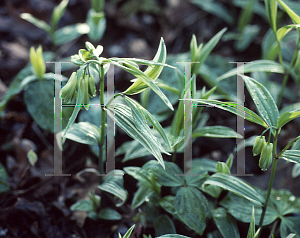 Picture of Disporum sessile 'Variegatum'