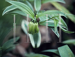 Picture of Disporum sessile 'Variegatum'