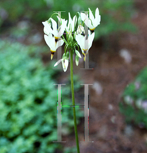 Picture of Dodecatheon jefferyi 