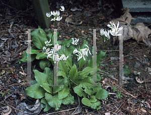 Picture of Dodecatheon meadia 