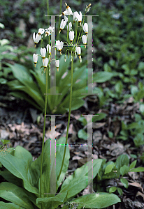 Picture of Dodecatheon meadia 