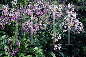 Picture of Dodecatheon meadia 