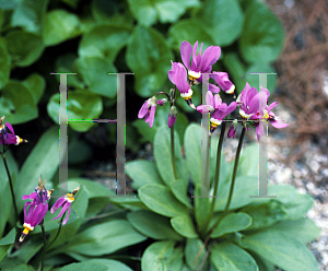 Picture of Dodecatheon pulchellum 