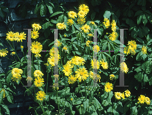 Picture of Doronicum austriacum 