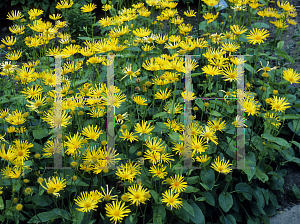 Picture of Doronicum carpetanum 