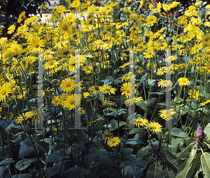 Picture of Doronicum orientale 