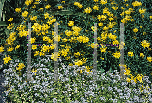 Picture of Doronicum ensefolia 
