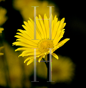 Picture of Doronicum orientale 'Goldcut'