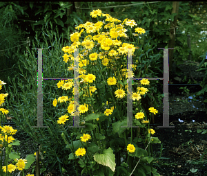 Picture of Doronicum pardalianches 'Gold Bunch'