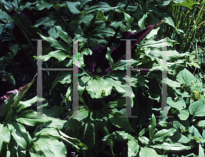 Picture of Dracunculus vulgaris 