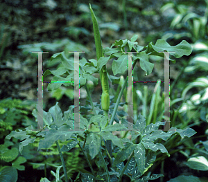 Picture of Dracunculus vulgaris 