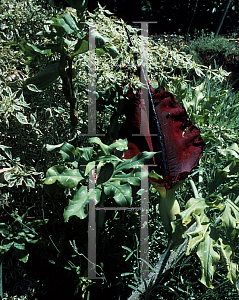 Picture of Dracunculus vulgaris 